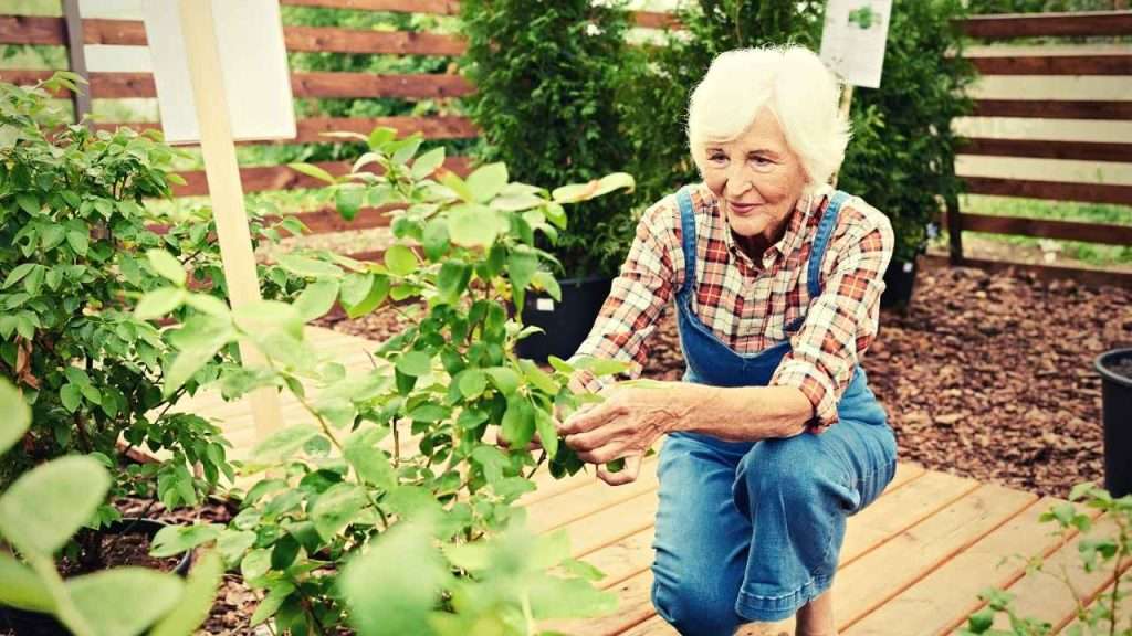 10 Best Gardening Stools For Seniors 29 Best Gardening Stools For Seniors FAQs