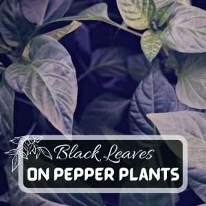 Black Leaves On Pepper Plants Futured