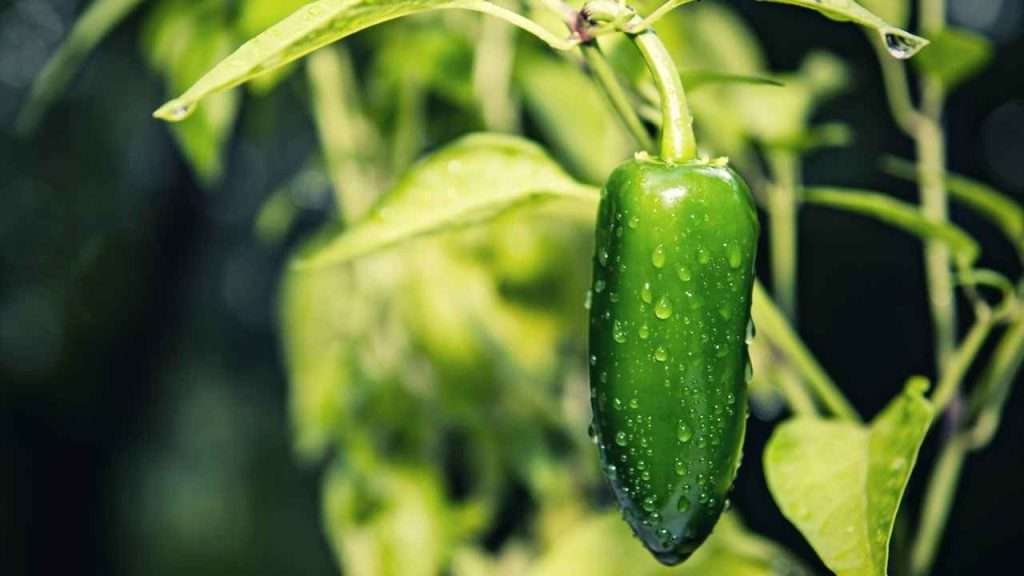 7 Jalapeno Growth Stages 7 Jalapeno Growth Stages - Fruit Development