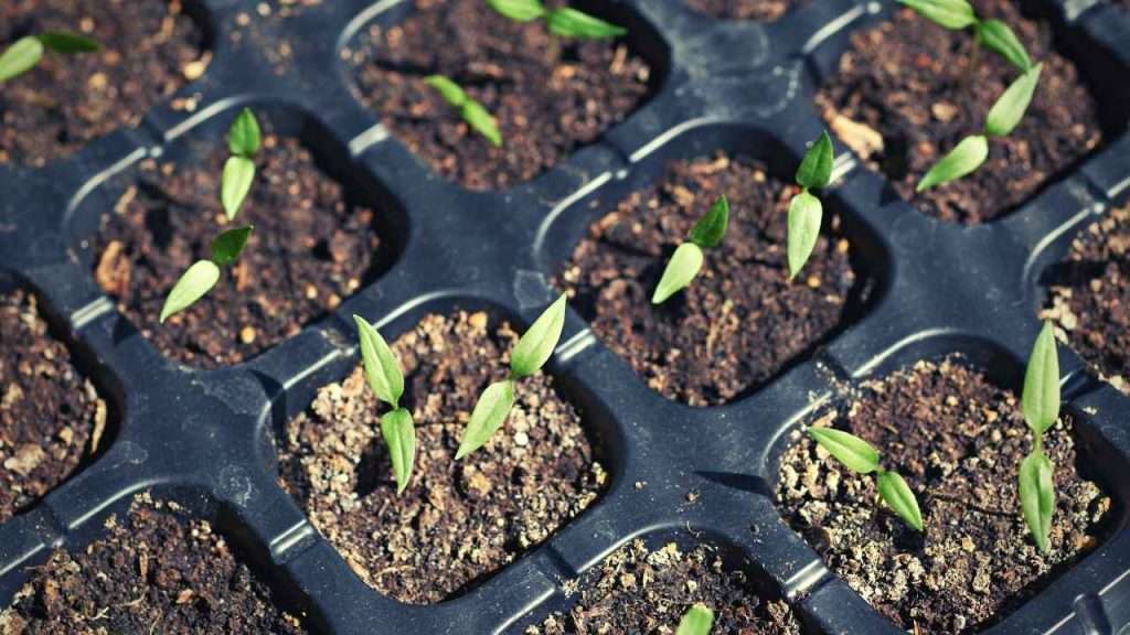 7 Jalapeno Growth Stages 3 Jalapeno Growth Stages - Germination