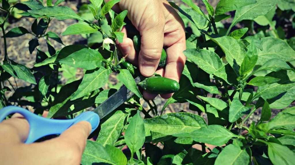 7 Jalapeno Growth Stages 8 Jalapeno Growth Stages - Harvesting