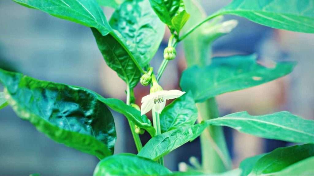 7 Jalapeno Growth Stages 6 Jalapeno Growth Stages - Pollination