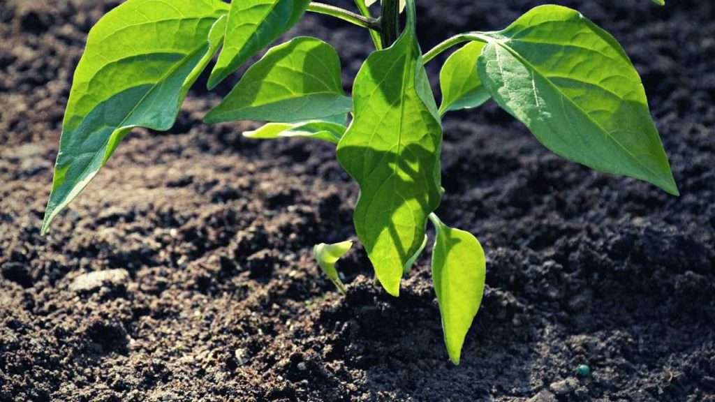 7 Jalapeno Growth Stages 4 Jalapeno Growth Stages - Vegetative Growth