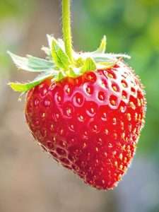 Strawberry Growing Stages Web Stories