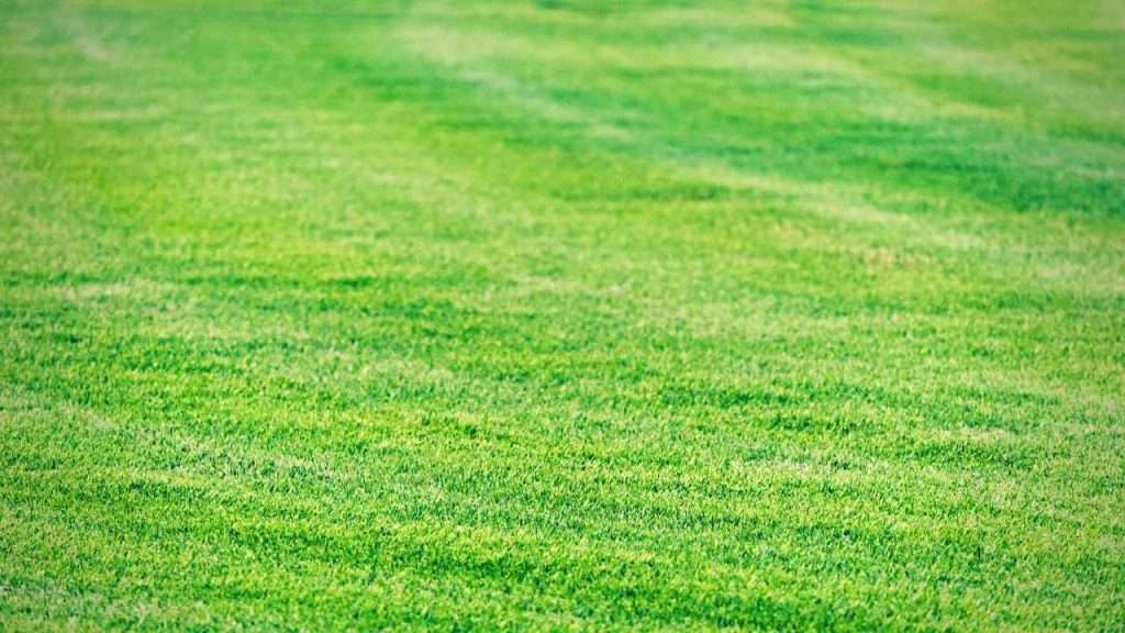 Growing Grass In Clay Soil 14 Best Grass for Clay Soil