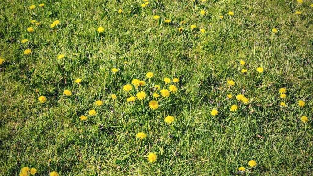 Growing Grass In Clay Soil 20 Effective Weed Control