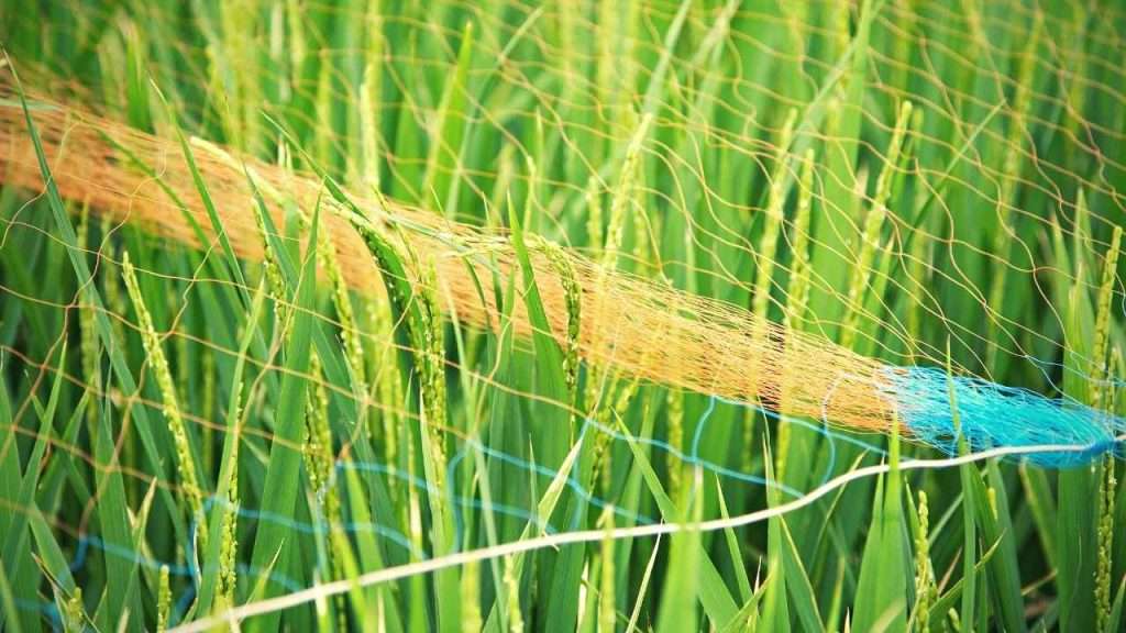 Growing Grass In Clay Soil 12 Growing Grass In Clay Soil - Cover And Protect