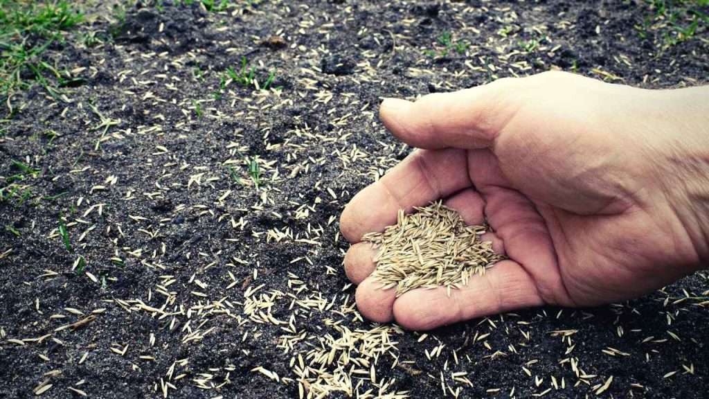 Growing Grass In Clay Soil 11 Growing Grass In Clay Soil - Sow The Seeds