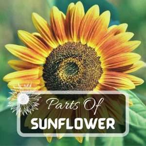 Parts Of A Sunflower Futured