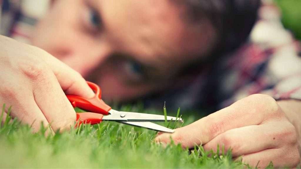 Growing Grass In Clay Soil 15 Tips To Ensure You Have A Great Grass Lawn