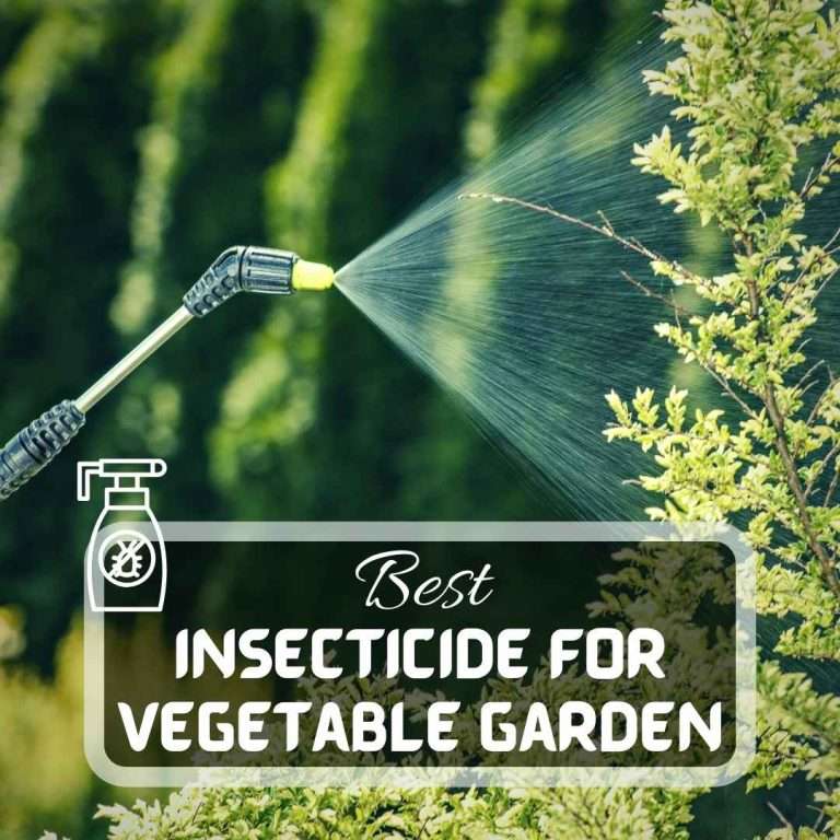 Best Insecticide For Vegetable Garden Futured
