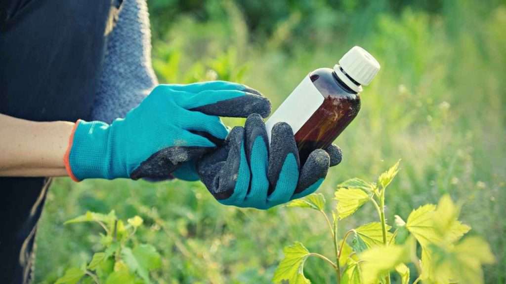 How To Choose The Right Insecticide For Your Vegetable Garden