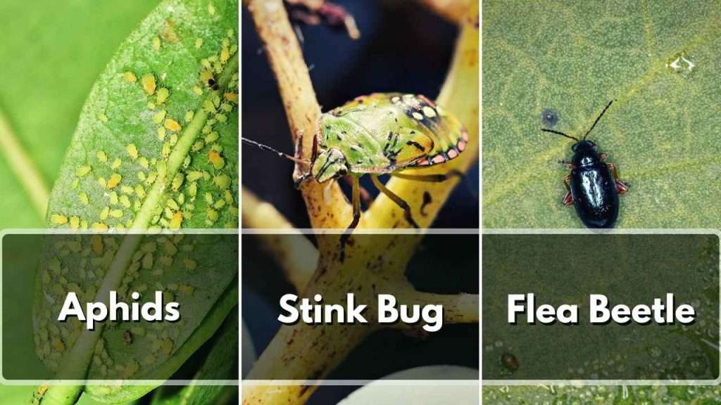 How To Identify Common Vegetable Garden Pests