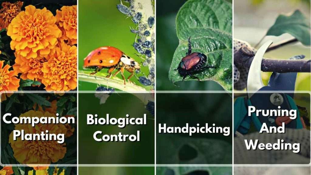 Managing Pests Without Using Insecticides