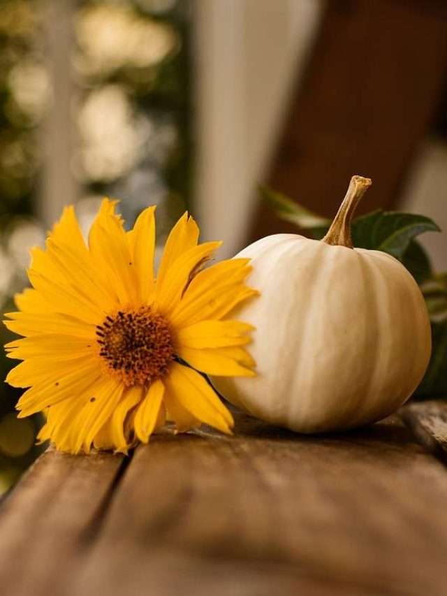 7 Pumpkin Growth Stages Story 2024