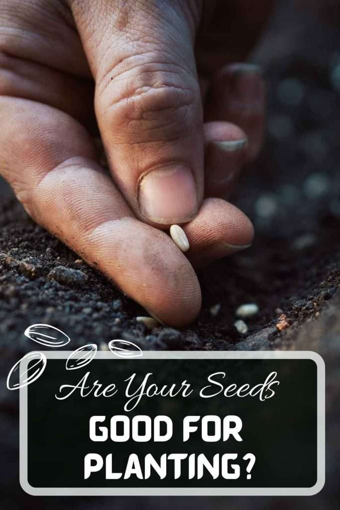 How to Tell if Your Garden Seeds Are Good for Planting? Here Are 3 Ways to Test Their Viability 7 How to Tell if Your Garden Seeds Are Good for Planting Pinterest