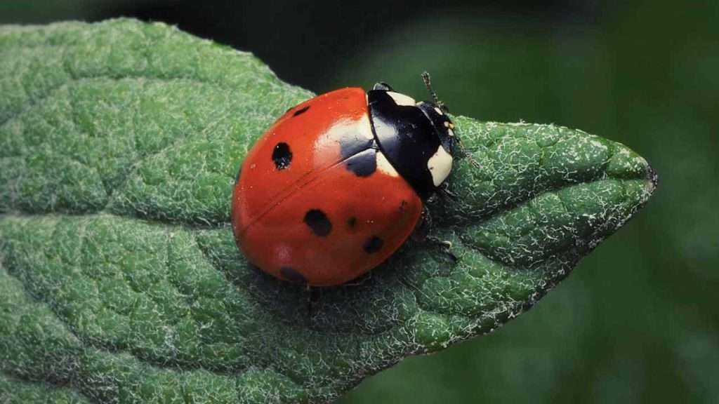 Ladybugs - Best Way to Keep Garden Pests Under Control 1 Ladybugs - Best Way to Keep Garden Pests Under Control 1